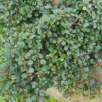 Cotoneaster  'Streibs Findling'